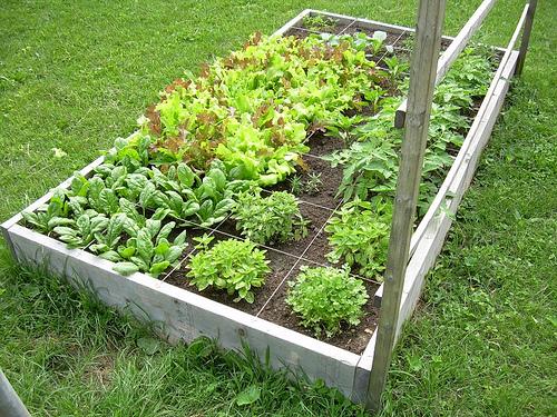 square-foot-gardening-is-for-everybody-including-you-south