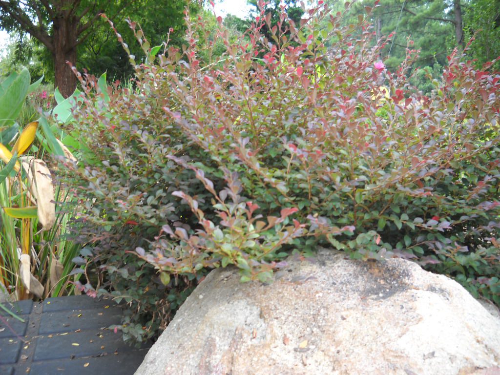 Red Leaved Shrub