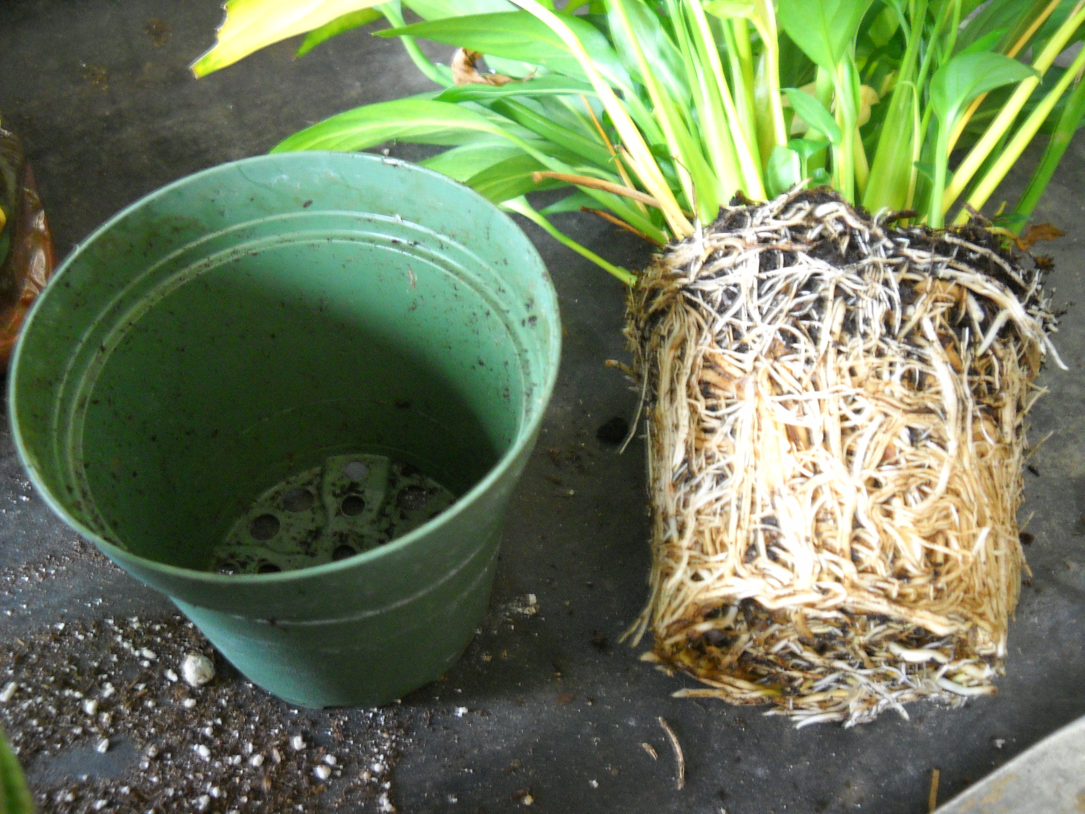 Root Bound A Story Of A Girdled Houseplant South Pleasantburg Nursery