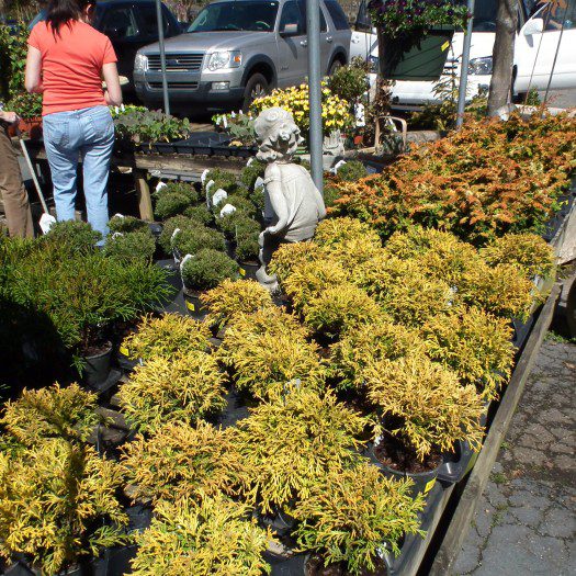 Exotic Evergreens! South Pleasantburg Nursery